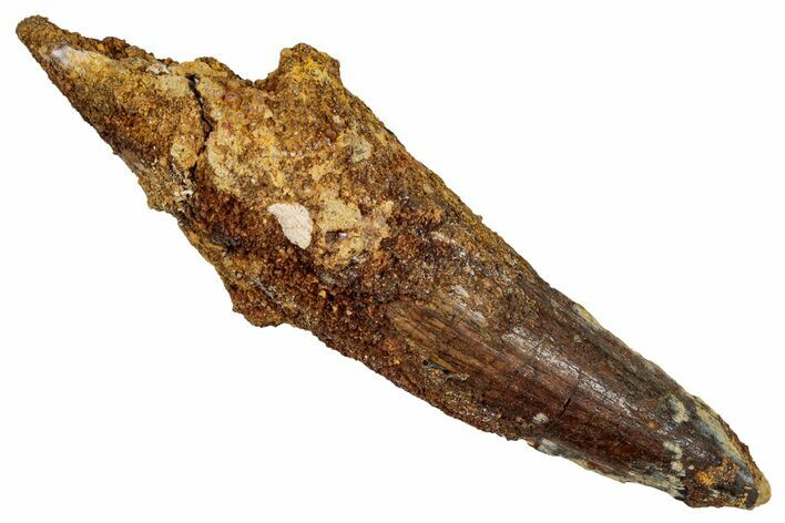 Fossil Spinosaurus Tooth - Real Dinosaur Tooth #344855